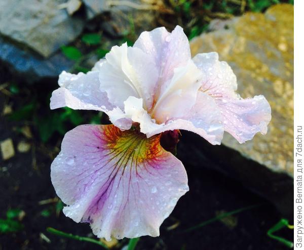 Танечка и Эрика, с Днем рождения!!!