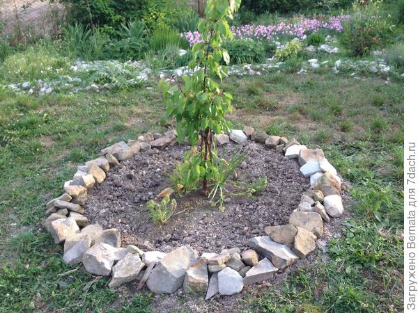 И под абрикосом. Тоже, до 1.70 м. Там вообще только мускари торчат. .., штук пять... В общем, дел невпроворот:)))))