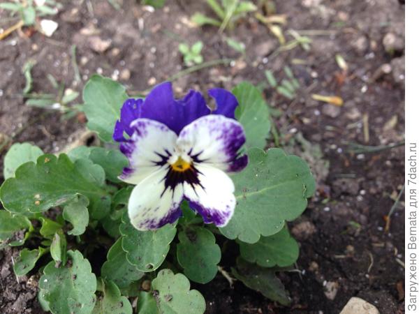 Рогатая фиалка