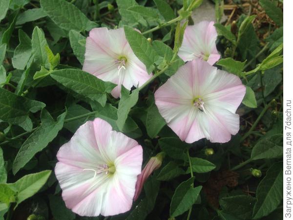 Ну и &quot;дикари&quot;... Куда же без них?!              Остановите меня :))), а то я не остановлюсь...