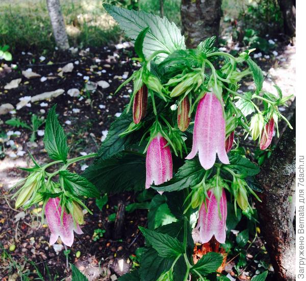 Колокольчик