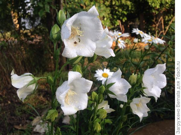 Колокольчик