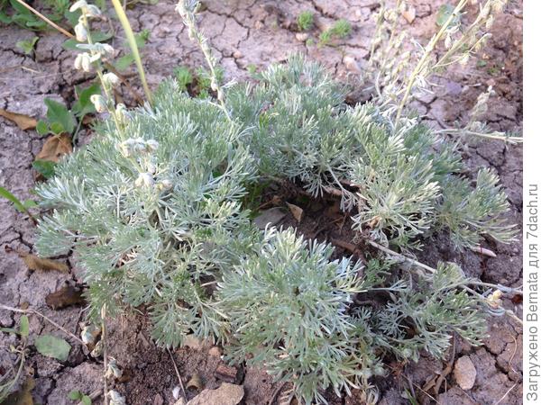 Нежный- нежный шелковый коврик