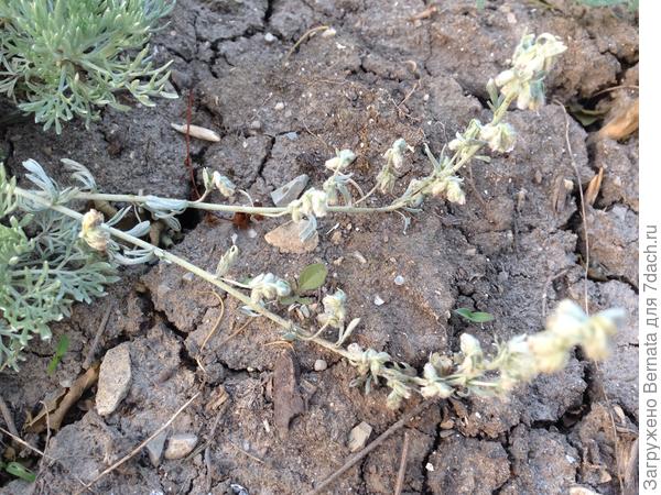 Цветет странно... То ли цветы еще не открылись, то ли такие и есть...