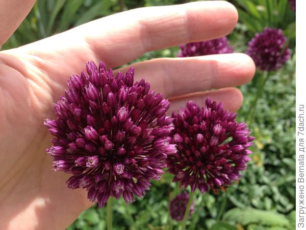 Не сильно крупный, но бывает крупнее