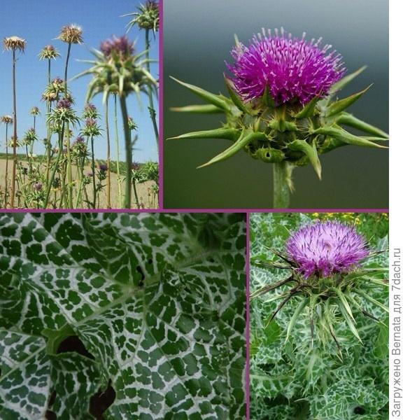 Расторопша