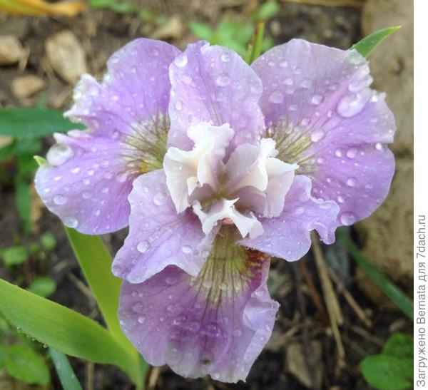 Сибирские ирисы.,,