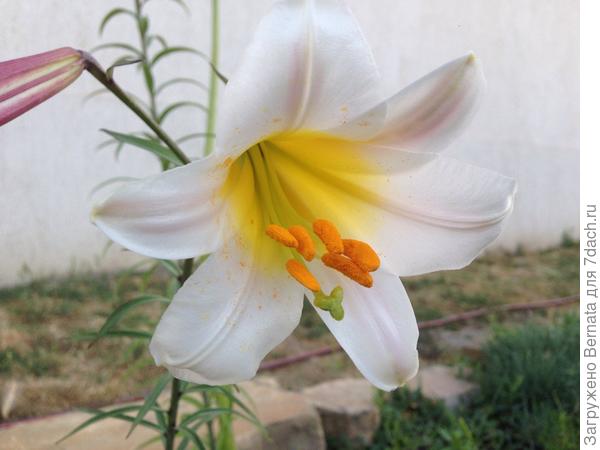 Новенькую лилию тебе в подарок:))))