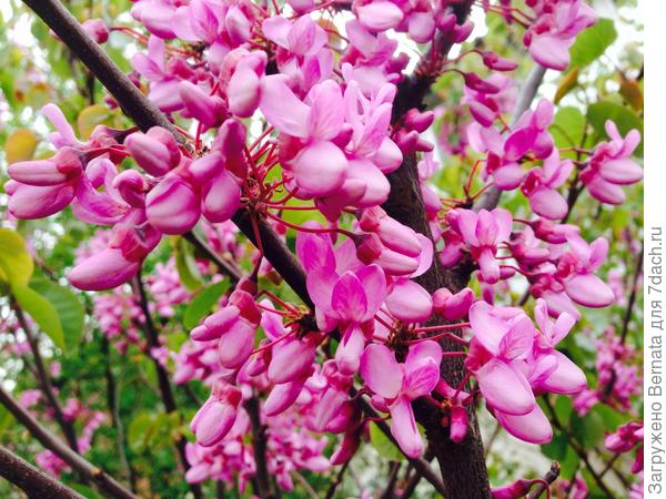 Через неделю ...