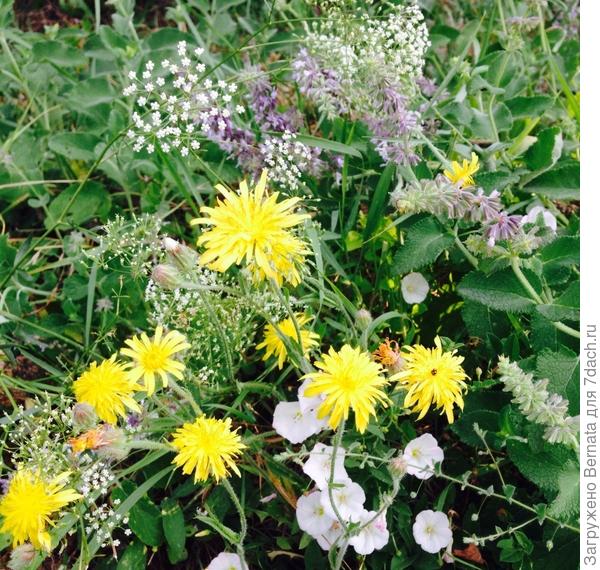 Цветы - белая "кашица"