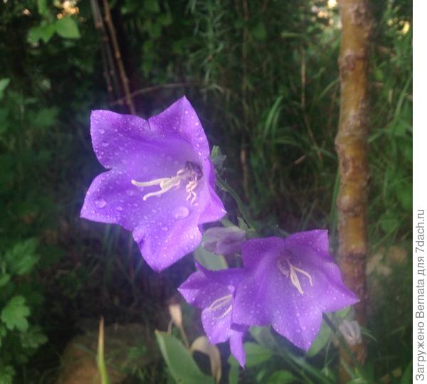 Колокольчику - колокольчики :))