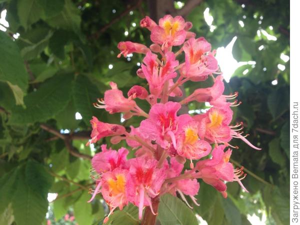 Это Вам:) Розовый каштан:))