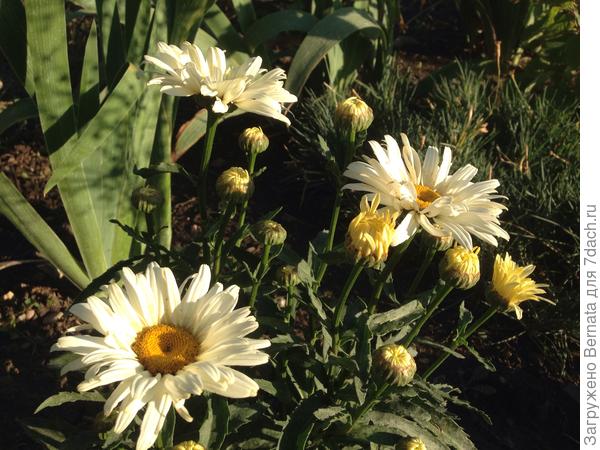 Ромашки от Наташки, для Танюшки в честь Днюшки :)))
