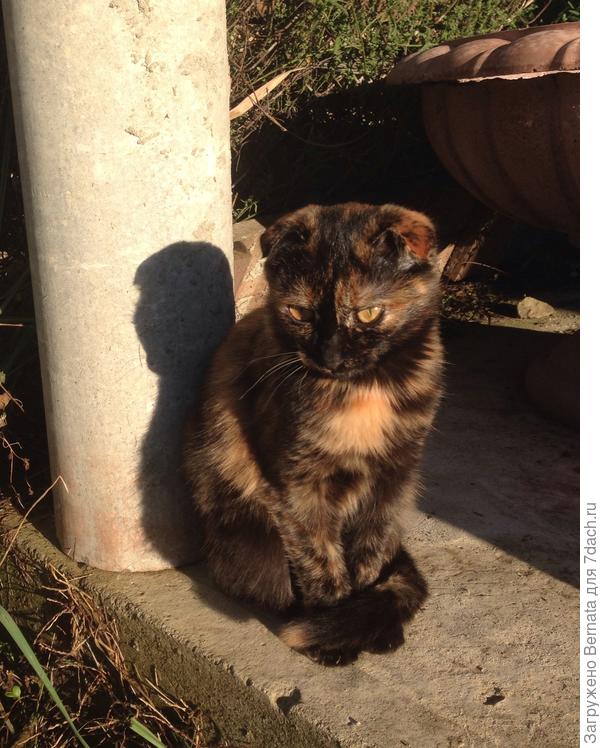 Это она уже попу наела.., залоснилась.., из глазок испуг исчез...