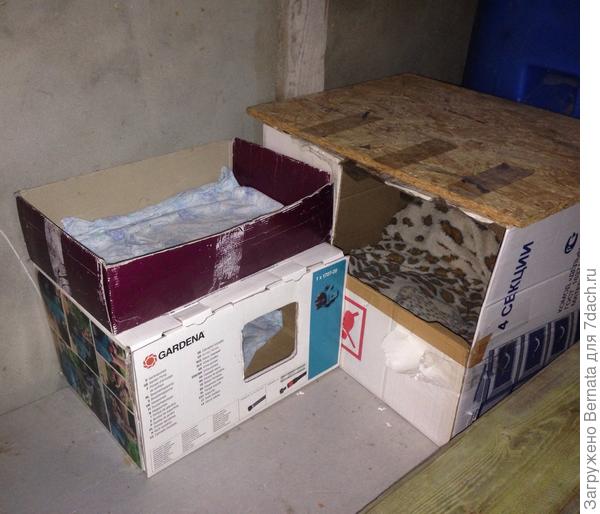 Вот их ТРИ спальных места:) В большой коробке втроем помещаются. В маленькой - или один , или двое мелких... А спальное место наверху - по желанию:))) Вотмаленькая коробка с маленьким входом, идеальное место, чтобы там на...дышать и не замерзнуть:)