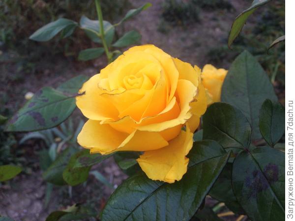 Целую и обнимаю:)