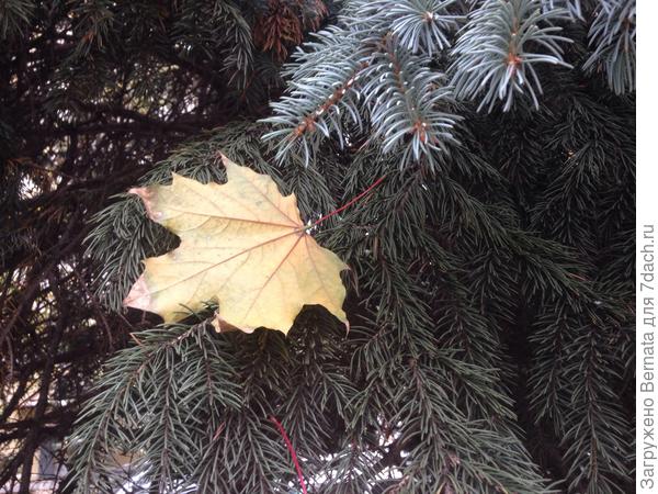 Снег (за кадром:))!