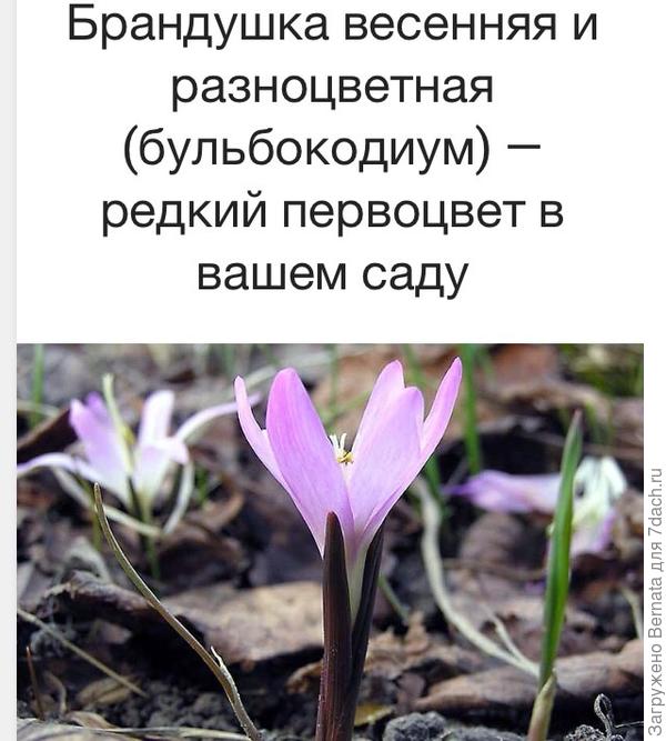 Запоминайте:)))) Они и сиреневыми бывают, как у Светы... И, кажется, белыми...