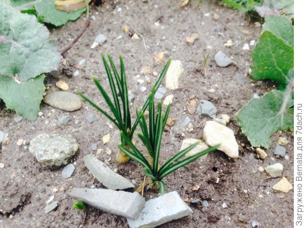 А сегодня... Смотрю, уже вылезли крокусы...