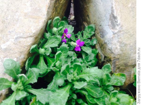 Начинает цвести обриета...