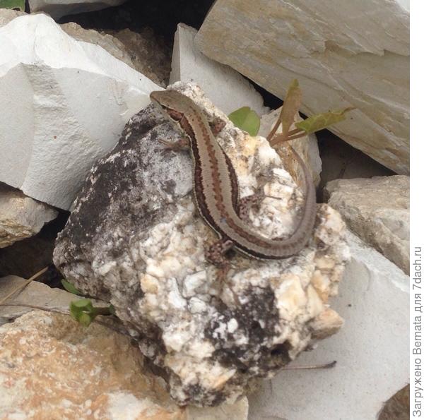 А это - постарше... Бока греет на солнышке:)))