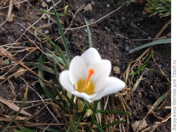 Самые торопливые уже и раскрыться успели...