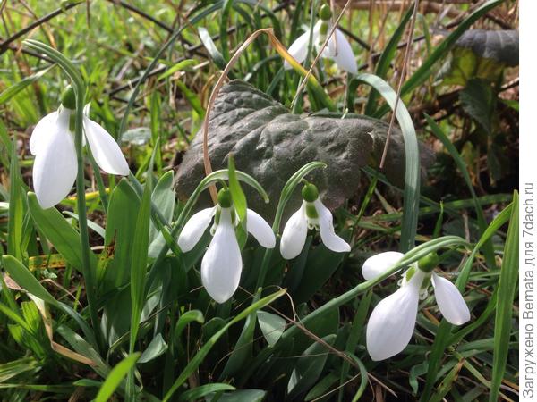 Подснежники цветут с Крещения...