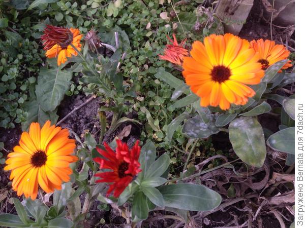 Календула цвести и не прекращала...