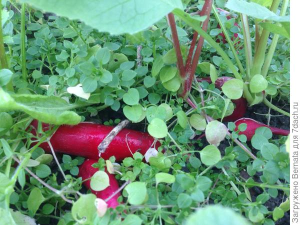 Редиска взошла самосевом... Еще и созрела:)