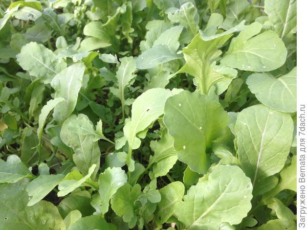 Руккола попёрла в рост...