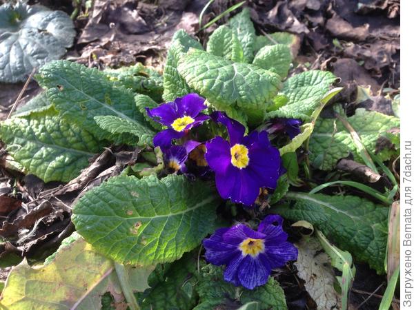 Уже больше недели цветет...