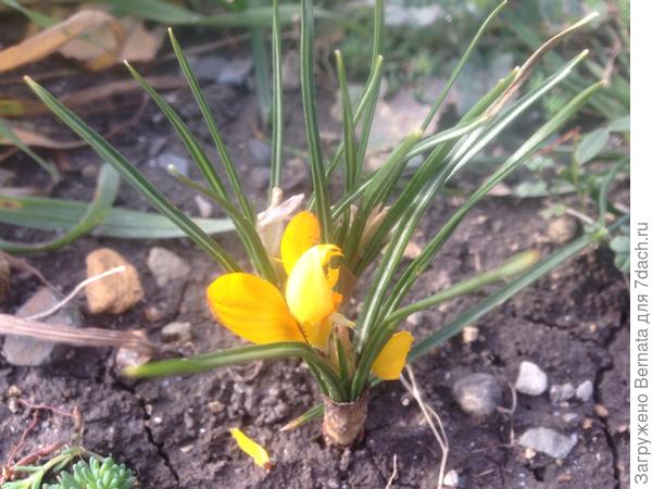 Крокусы выкинули бутоны 1-го февраля...