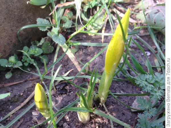 И ириски сетчатые (иридодиктиумы) уже в бутонах...