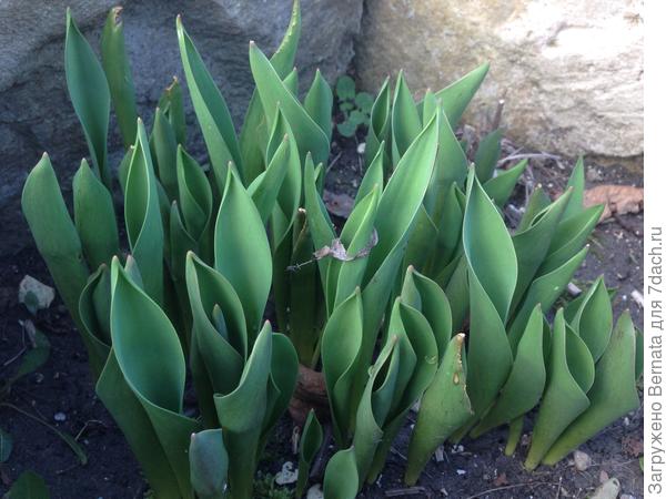 Тюльпаны вылезли см. на 10 уже ...