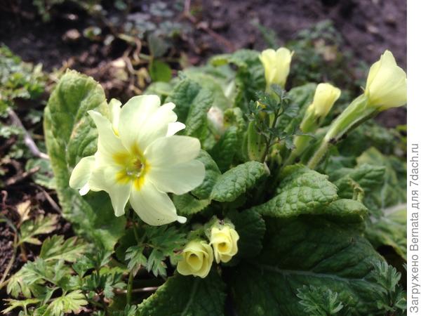 Примулка... Эта только сегодня раскрыла бутоны...