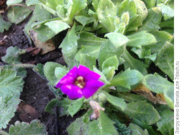 Обриета пытается пробно цвести уже пару недель...