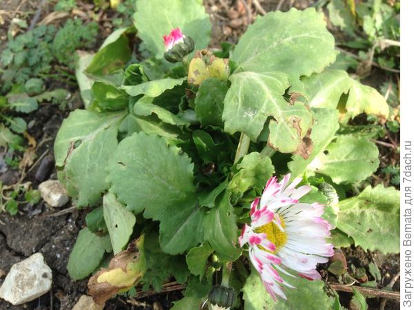 Маргаритки всю зиму потихоньку цвели...