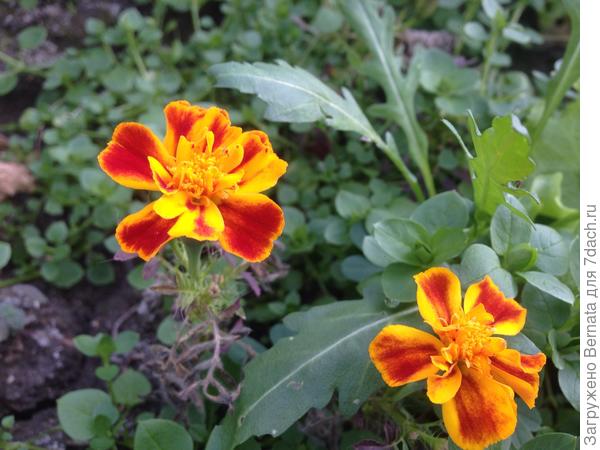 Бархатцы из самосева...
