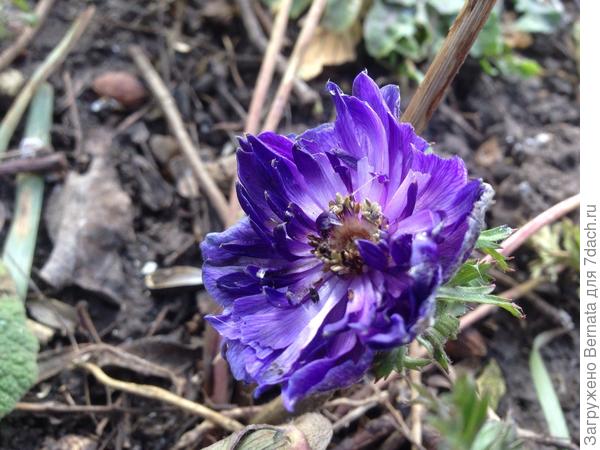 Анемоны тоже всю зиму выкидывают цветоносы, но ветром их присушивает...