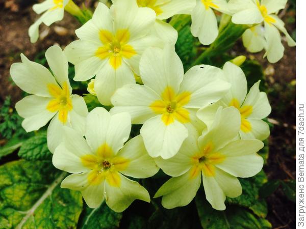 С Днюшкой:))