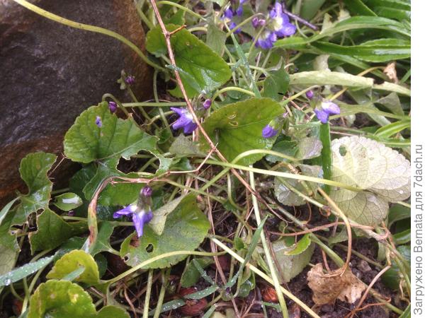 Фиалка дикая