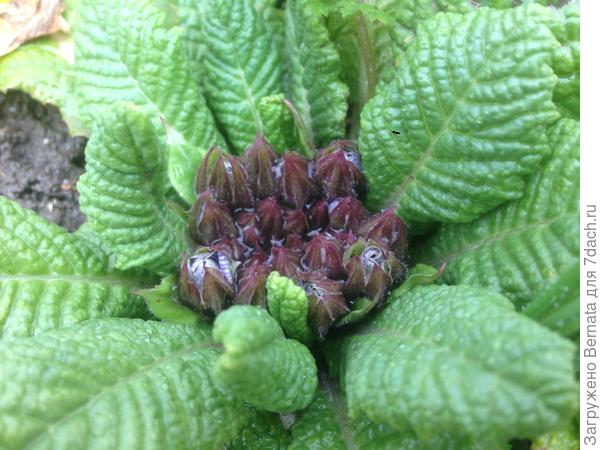 Вот вот раскроется полосатая &quot;голубая зебра&quot;