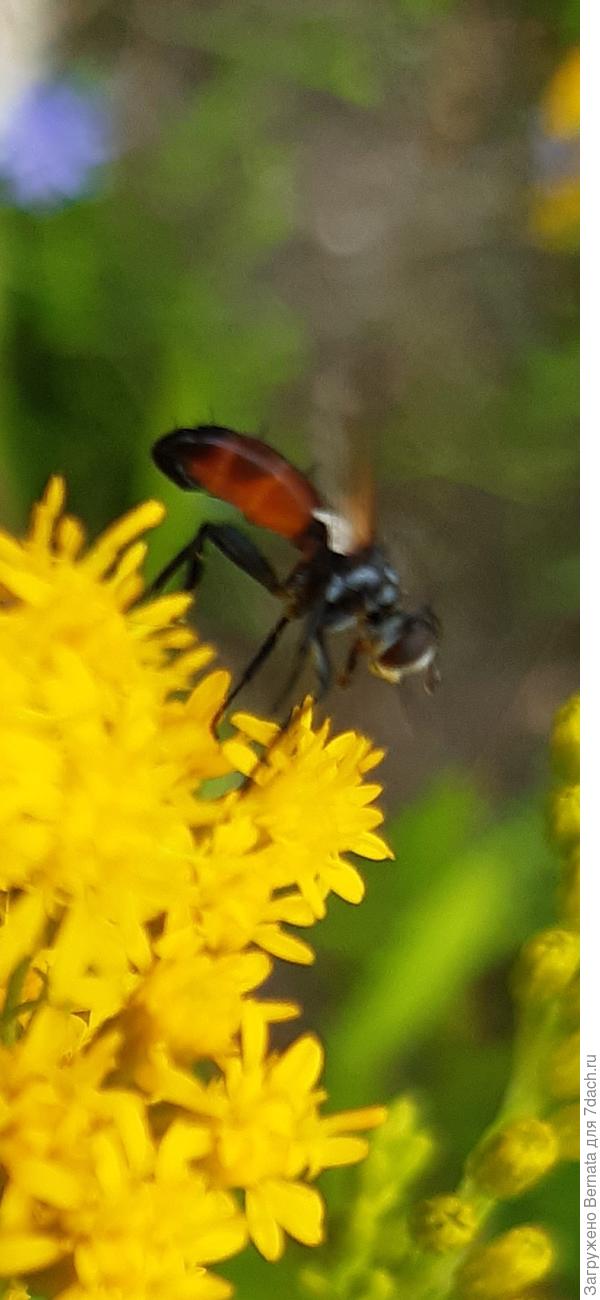 Кто вот это,не подскажете? Похож на крупного муравья с коричневой хитиновой спинкой и крылышками. Не более 5 мм