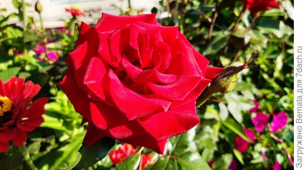 Для Ирочки:)