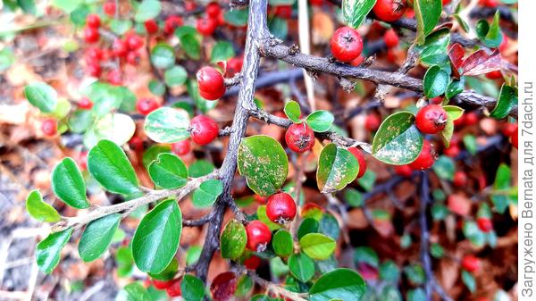 Ягодки кизильника...