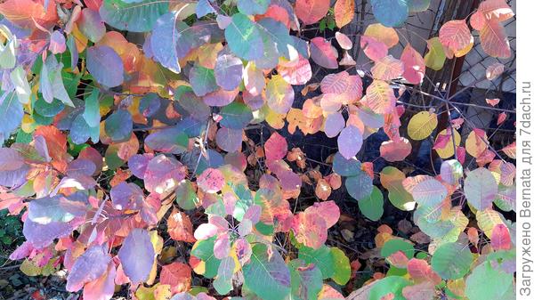 Даже скумпия лишь частично окрасилась...