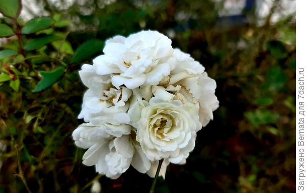 Ну и розочки, конечно, еще цветут.