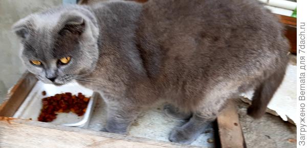 А этого уже кто-то подкармливает...