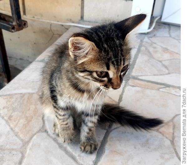 Подкидыш к магазину...