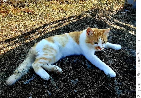 ... Солнечный луч свое делает дело
Тело дрожит, мурлыкает кошка... (Найк Борзов)